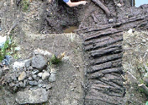 Detail of the preserved logs 